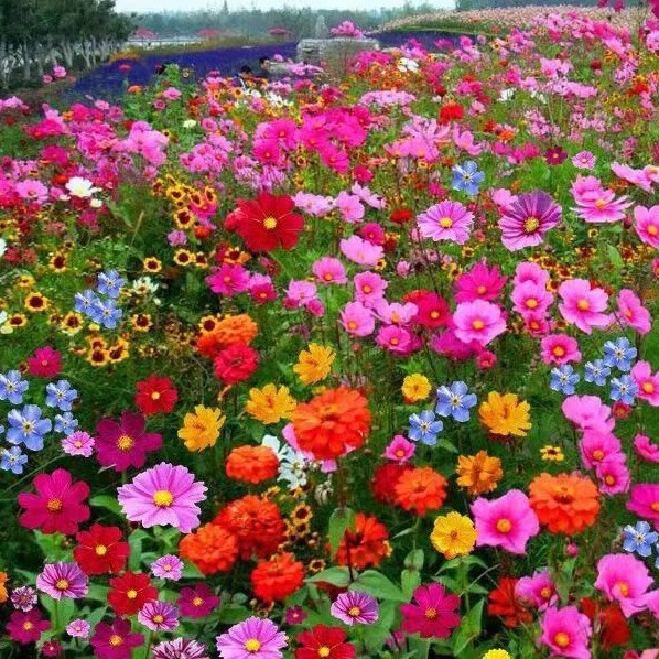 南宁野菊花种子 野花组合