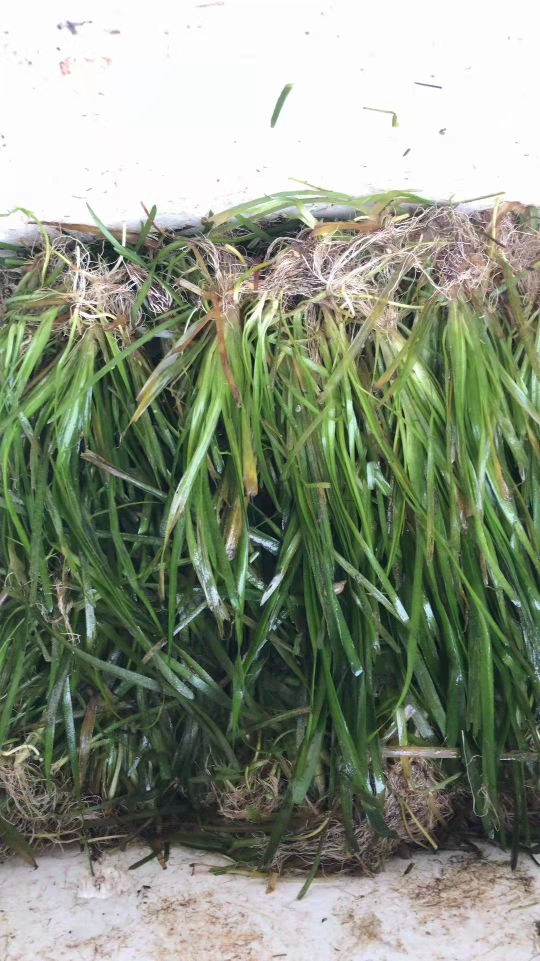 苦草