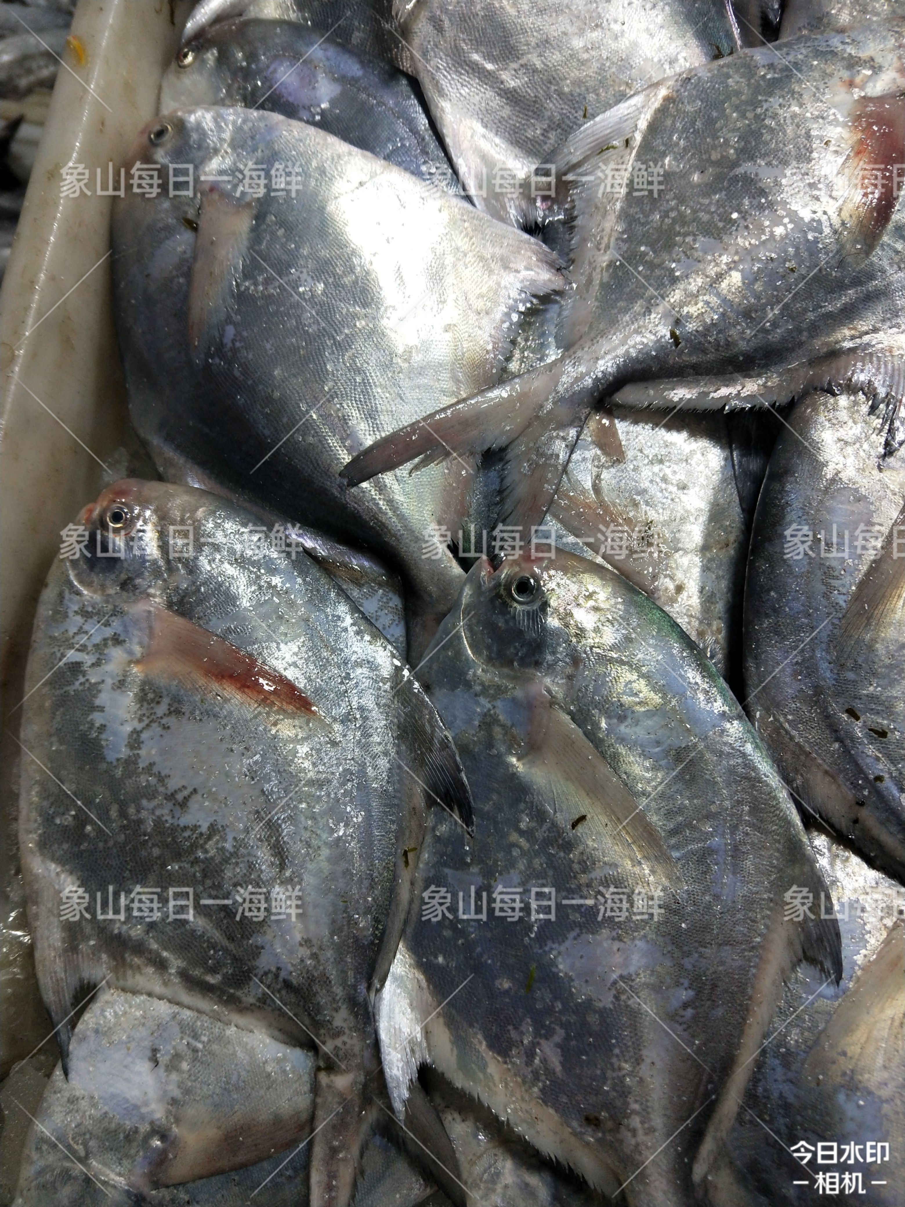 银鲳鱼 东海嘢 生 银白鲳 鲳鱼 鲜货供应 鲜度一流 精品 高端好货