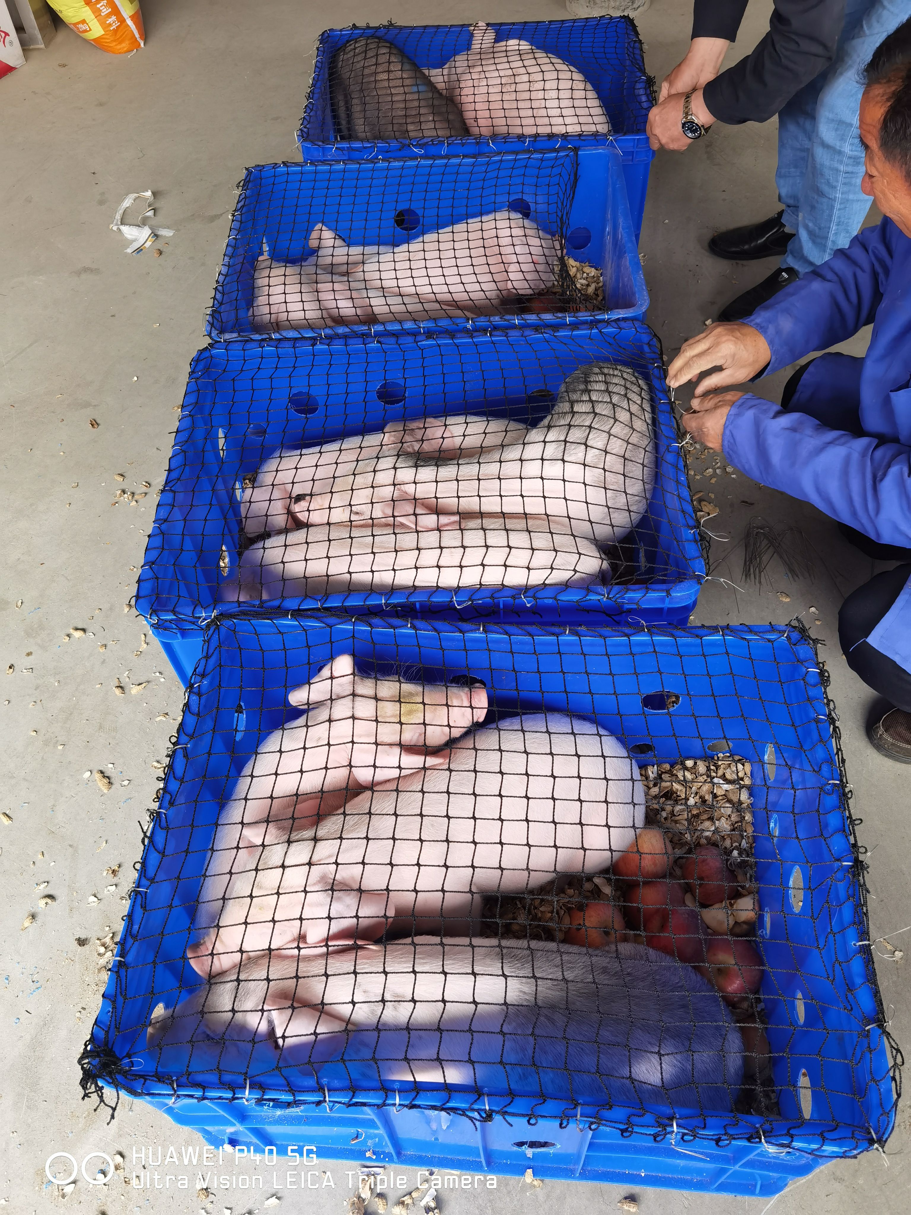 太湖猪  太湖二代后备母猪