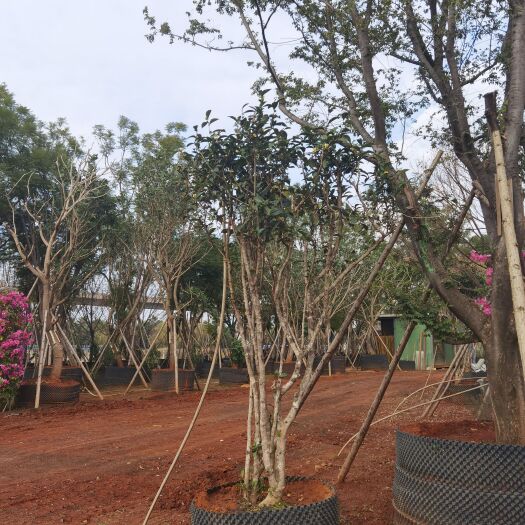昆明油茶树 古茶树