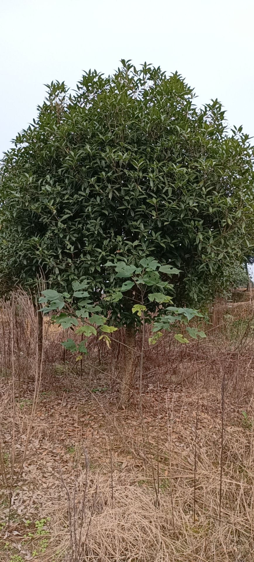 桂花树 桂花