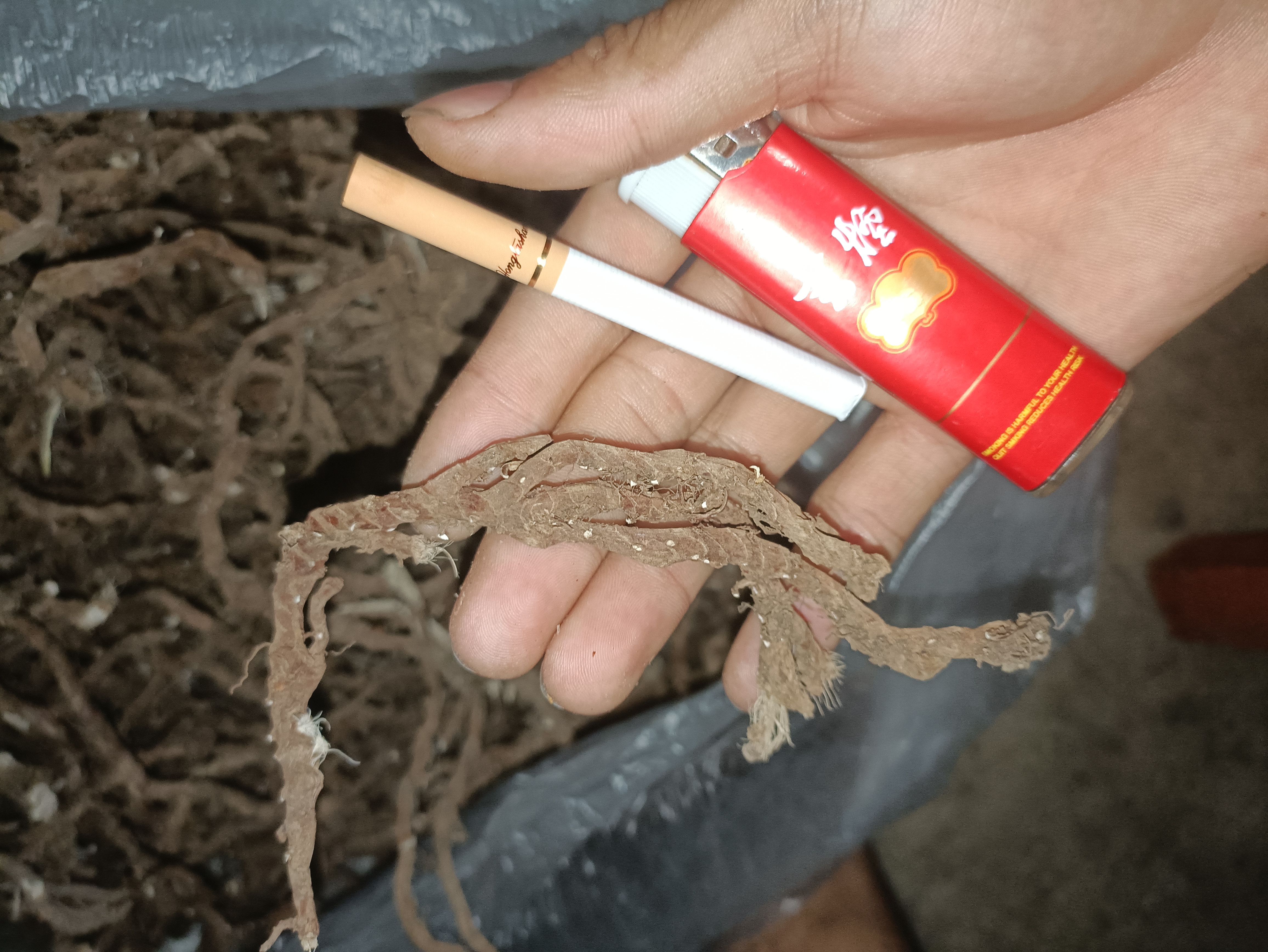 个子石菖蒲
