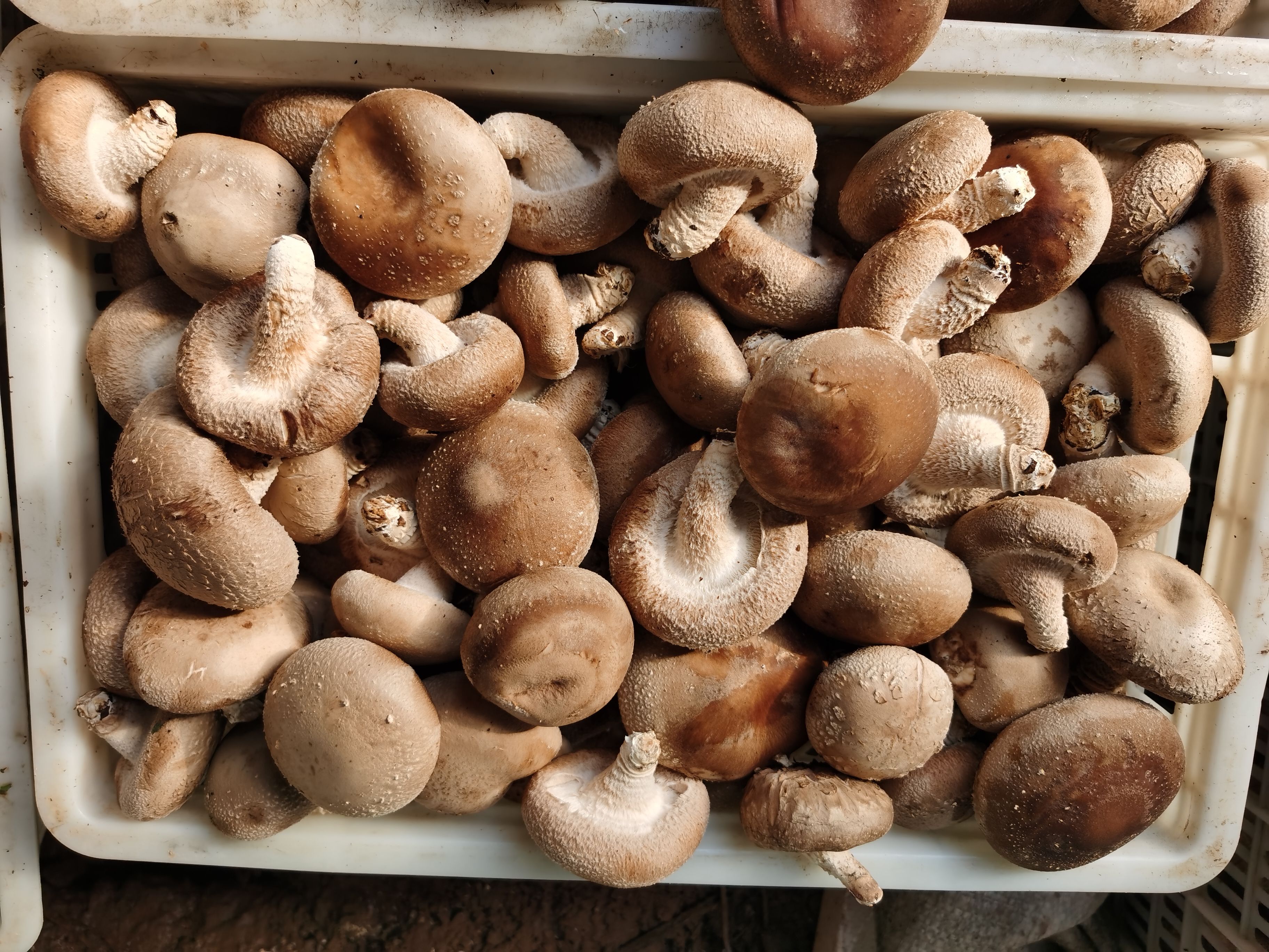 香菇808 王屋村香菇七河9号