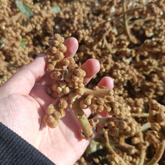 杭州枇杷花茶新晒农家塘栖枇杷花蕾干琵琶花茶煲汤大量批发