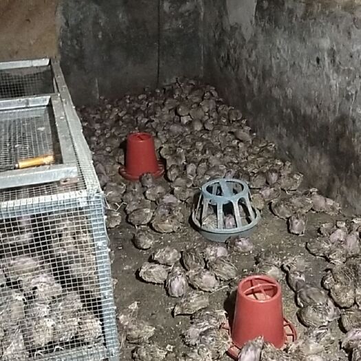 梅州现杀现发快递老鹌鹑