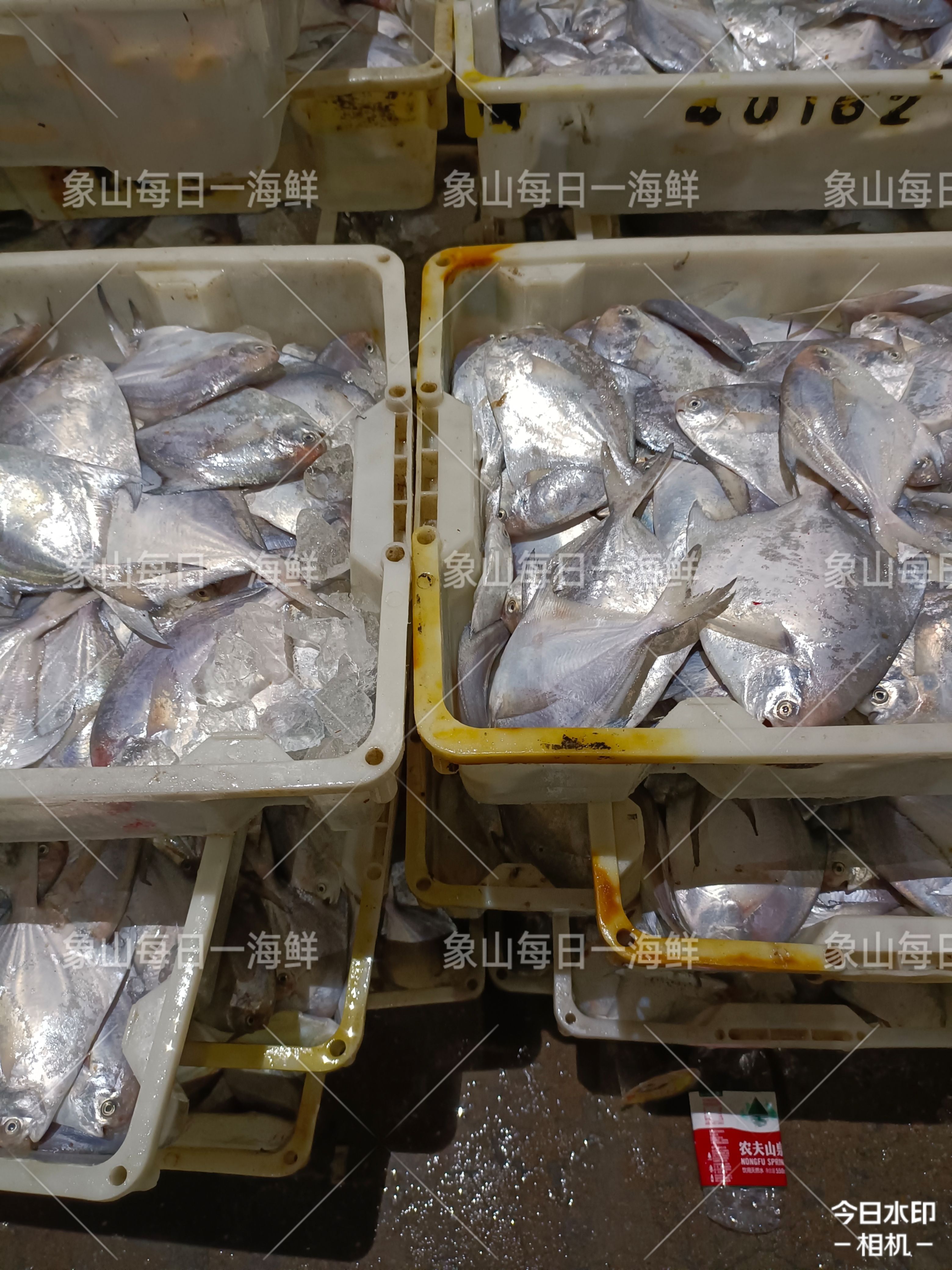 银鲳鱼 东海嘢 生 银白鲳 鲳鱼 鲜货供应 鲜度一流 精品 高端好货