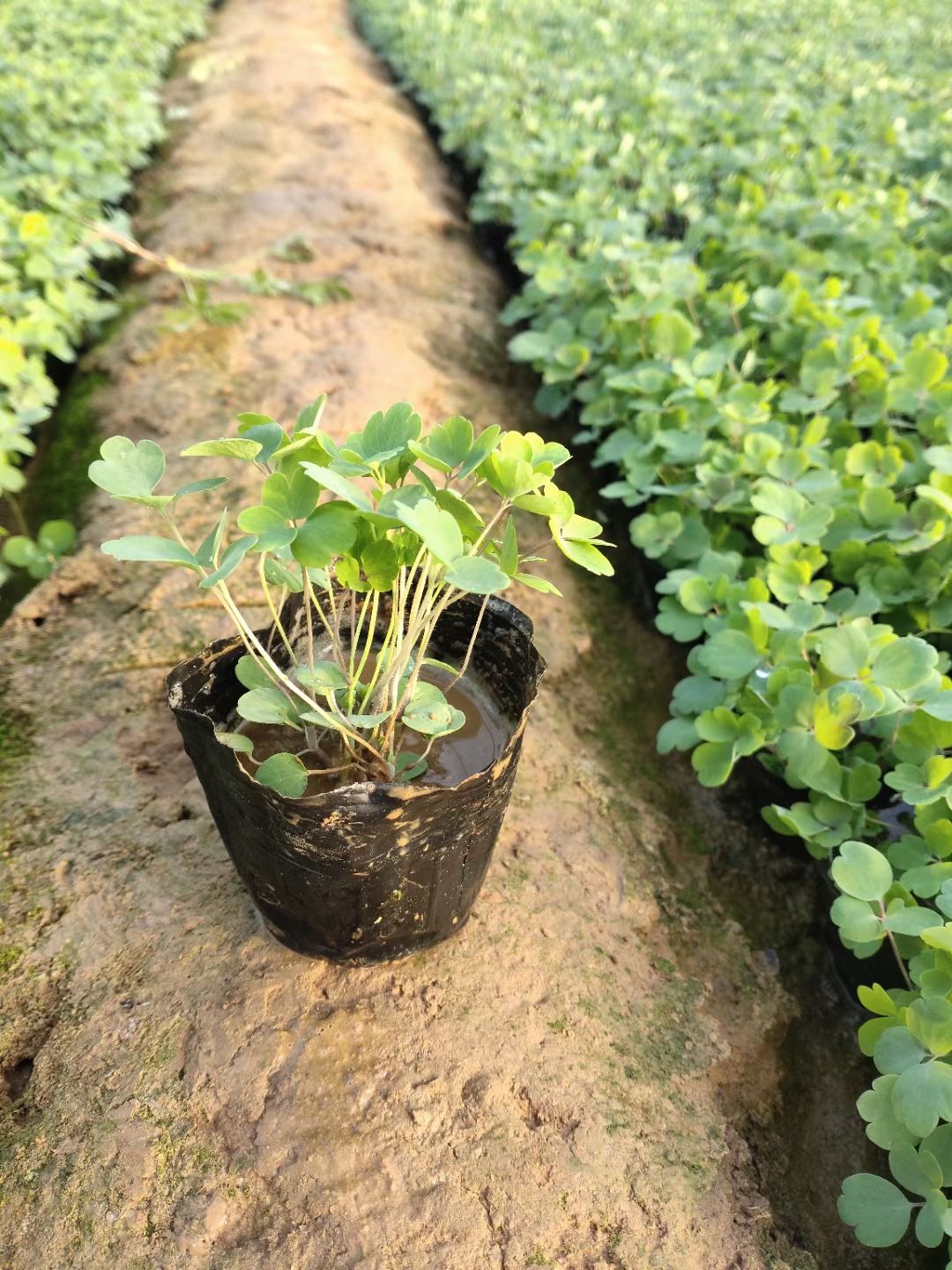 耧斗菜种苗 耧斗菜基地，耧斗菜杯苗，耧斗菜专业种植自产自销