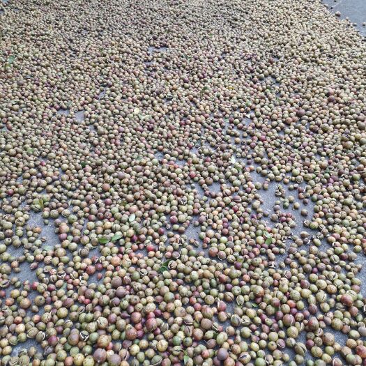 太湖县茶籽 
