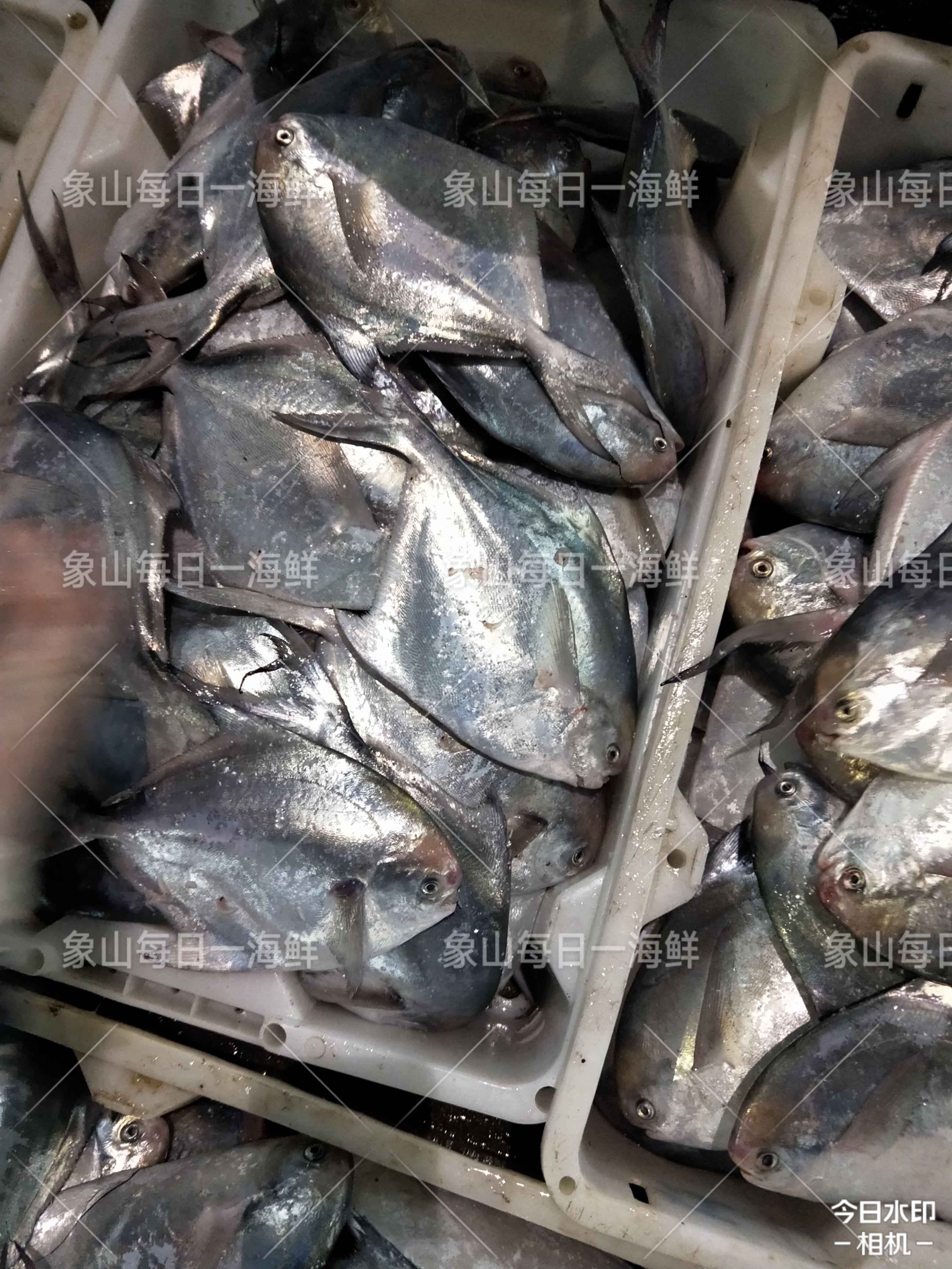 银鲳鱼 东海嘢 生 银白鲳 鲳鱼 鲜货供应 鲜度一流 精品 高端好货