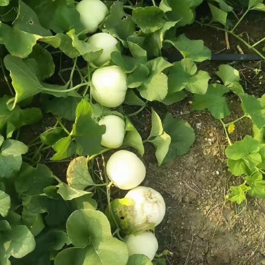 东方市白玉甜瓜种子  中田香妃甜瓜种子，结瓜多，产量高，超甜爽口