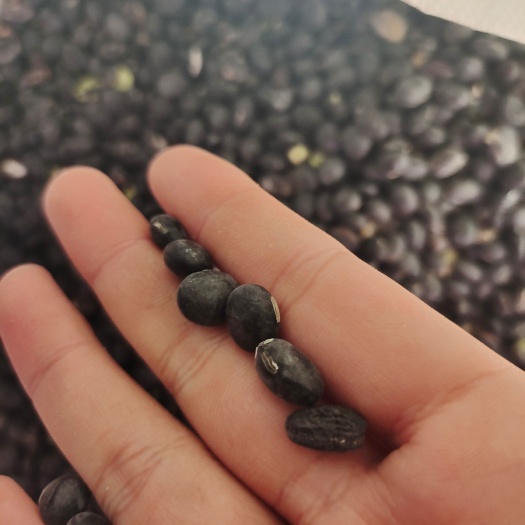 泗县黑大豆 粮油米面