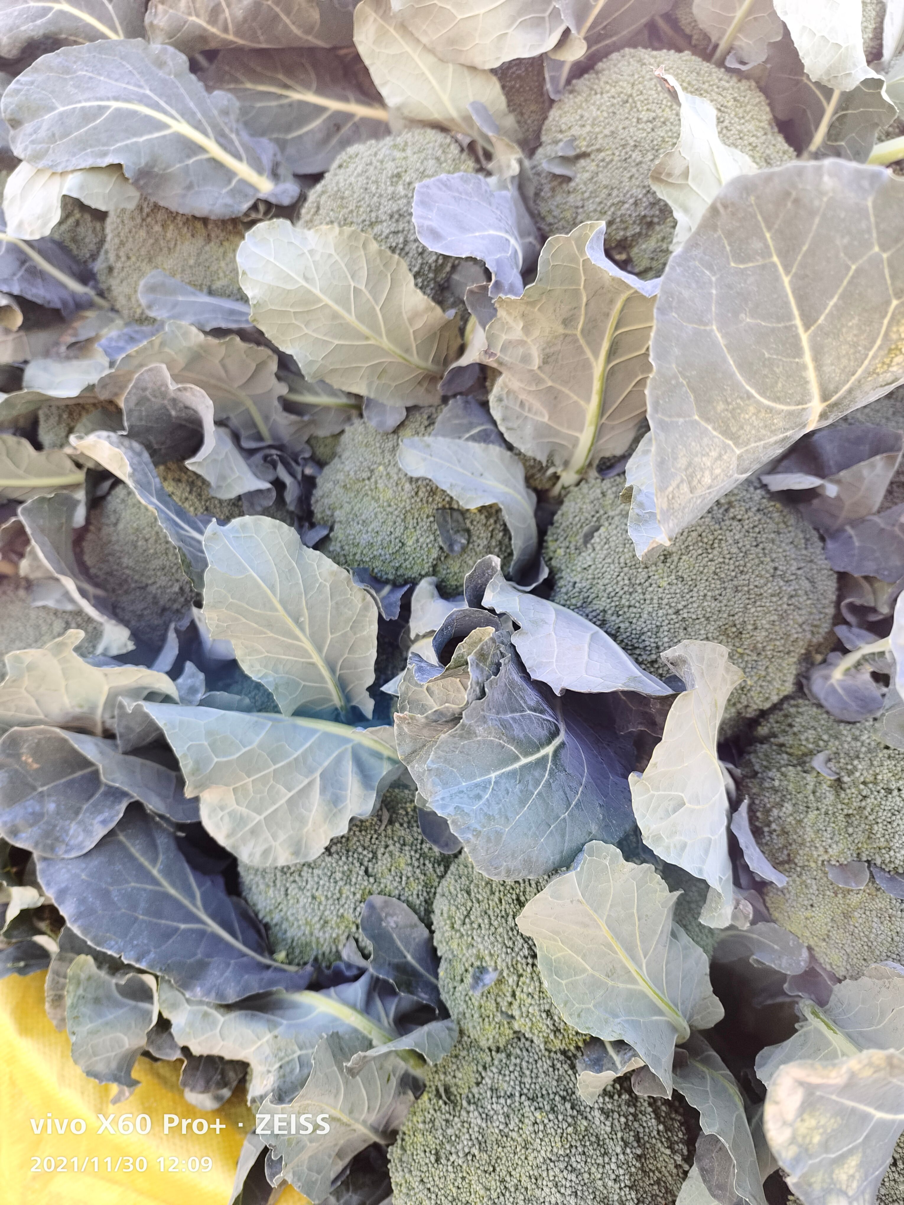 绿秀西兰花 耐寒西兰花大量现货 深绿色品质优配套设施齐全