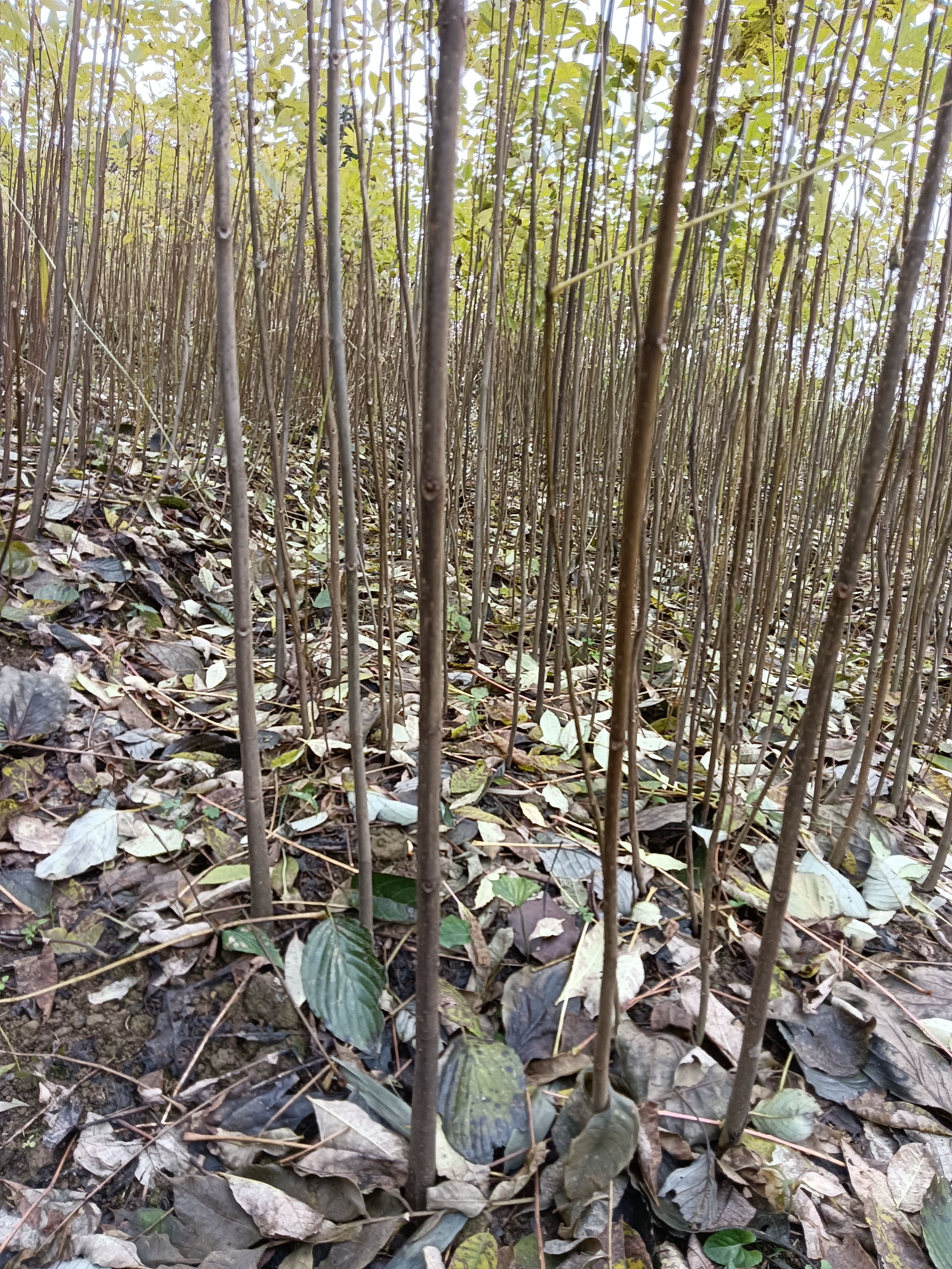 黄柏种苗