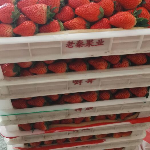 菏泽 红颜草莓