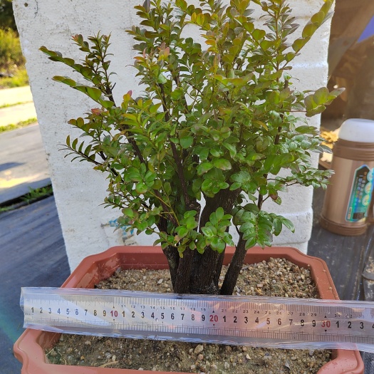 台山市小叶紫檀盆栽 台山红芽小叶紫檀，黑骨茶，
