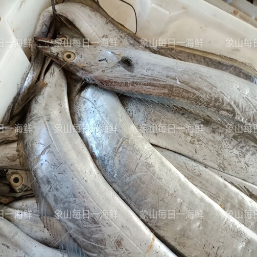 象山县带鱼  中国水产城浙江石浦渔港，东海带鱼 鲜货供应 一手批发