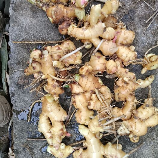 乐业县百色乐业大肉姜