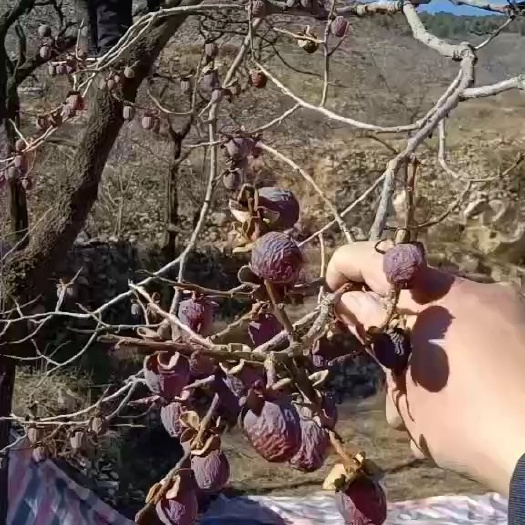 涉县河北涉县太行山无核黑枣