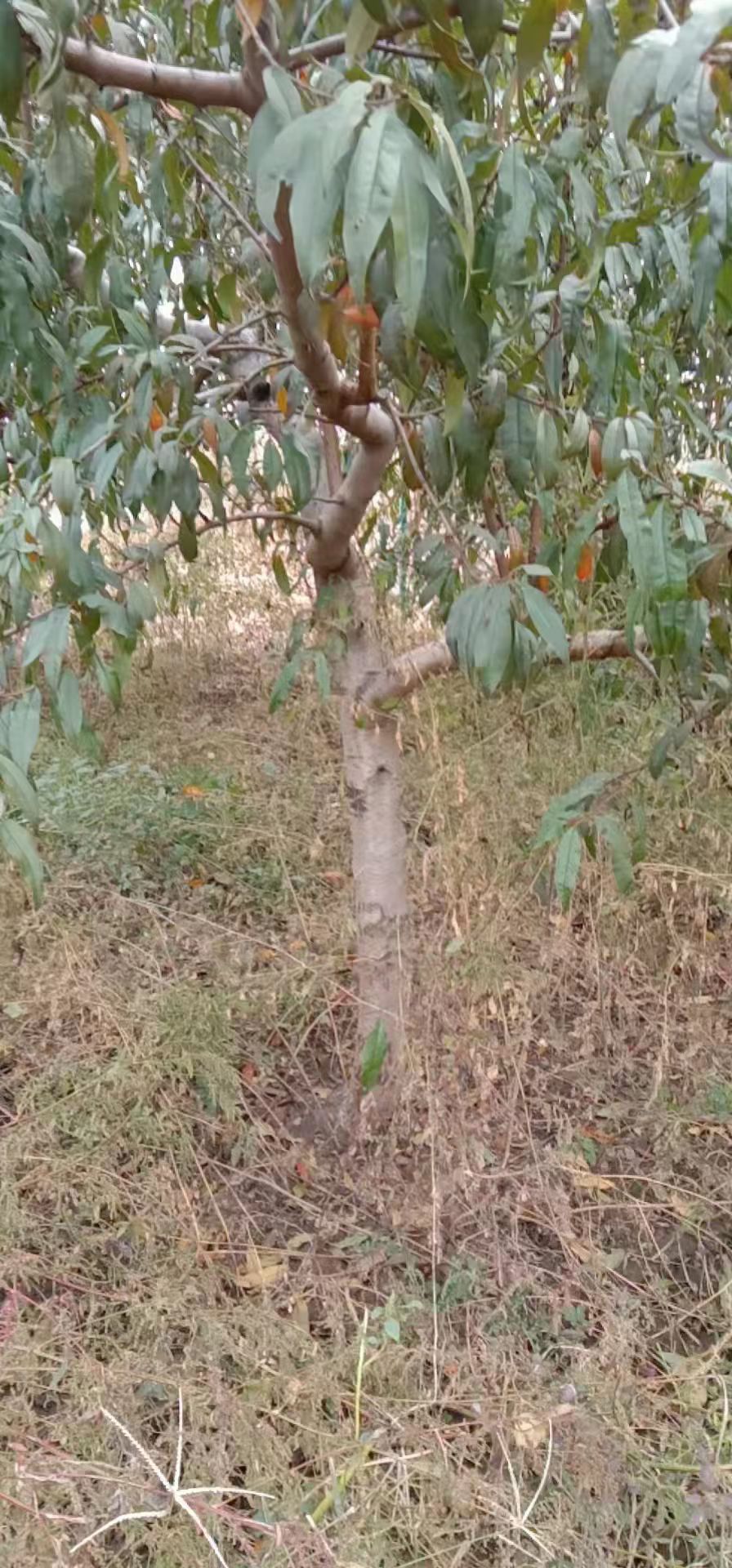 桃树苗 主杆型桃树