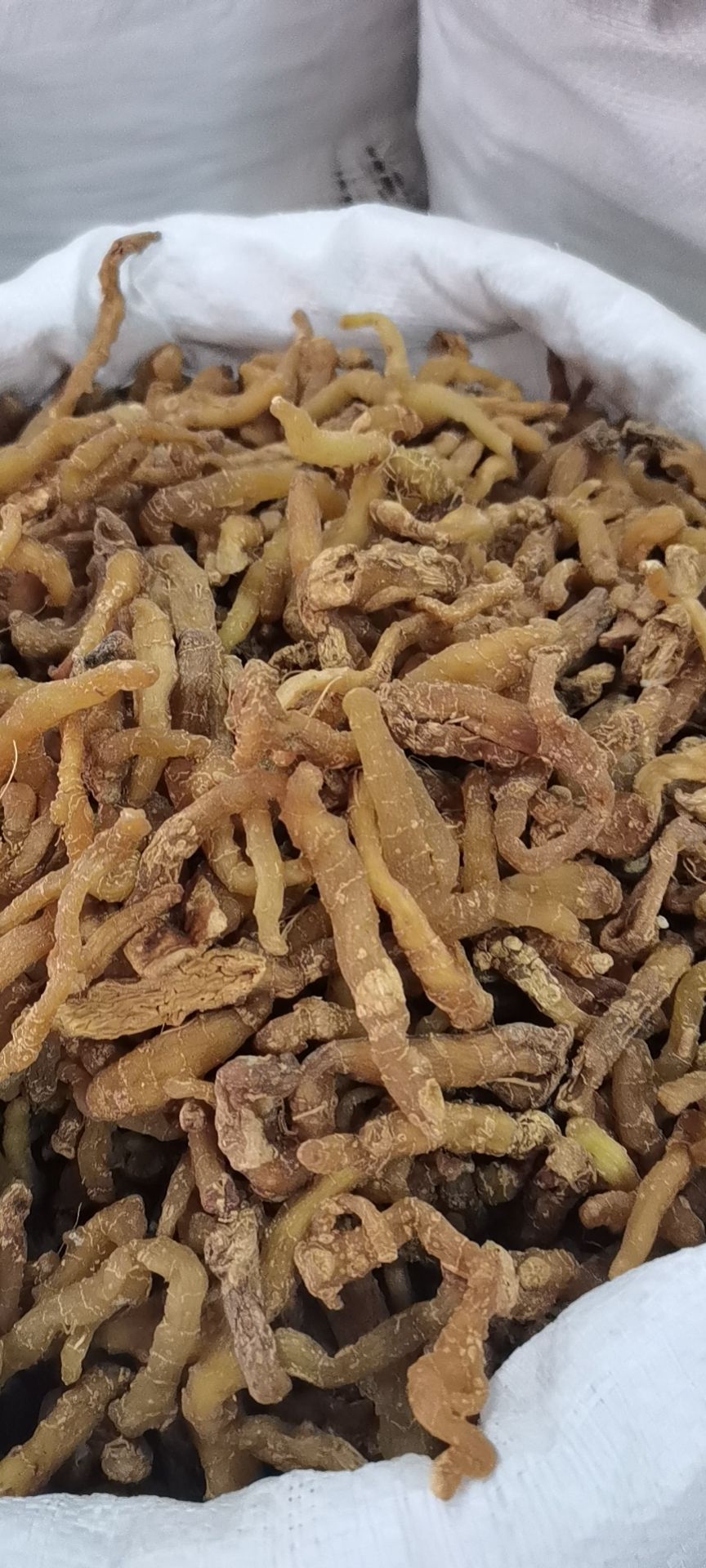 湘玉竹  玉竹个熟条足干湖南货，质量保证无产地直销量大从优干
