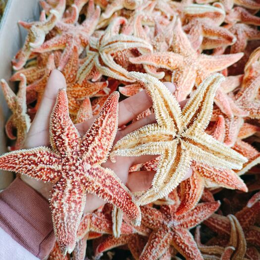 亳州【一手货源】海星 海盘车 干海星 中药材泡酒料干海星批发零售