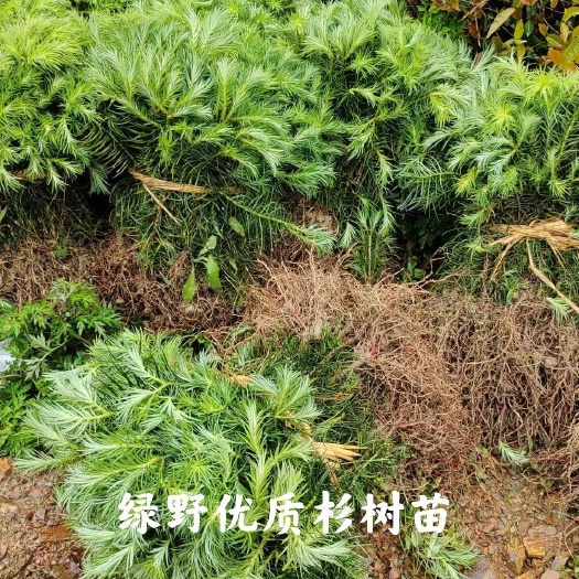 会同县杉木树苗 优质杉木苗35公分左右高度