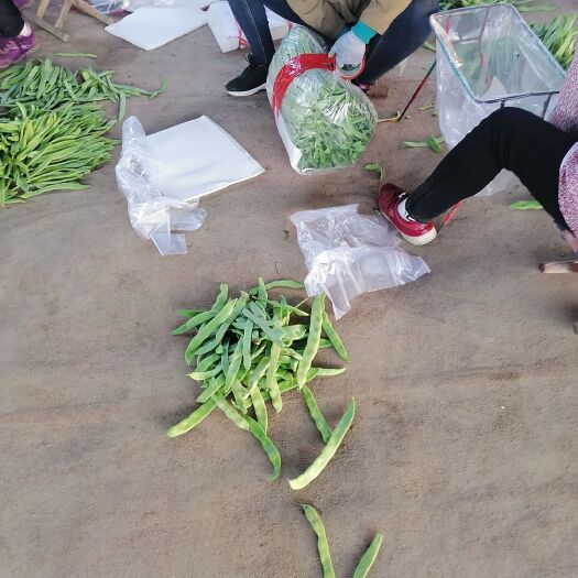 莘县无筋豆角  3   扁豆