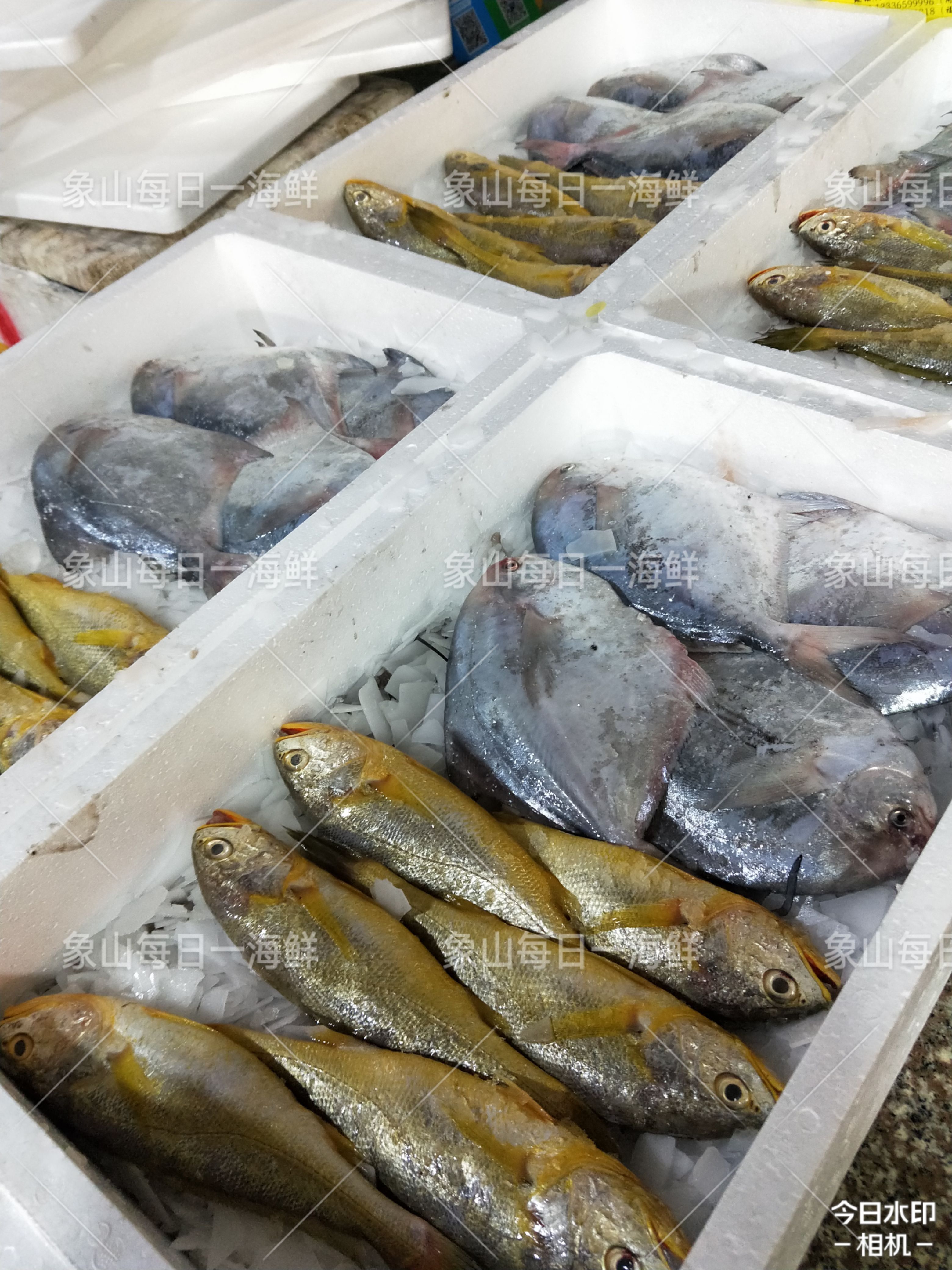 银鲳鱼 东海嘢 生 银白鲳 鲳鱼 鲜货供应 鲜度一流 精品 高端好货