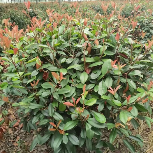 南漳县火焰红 红叶石楠球（基地直销，正规发票）