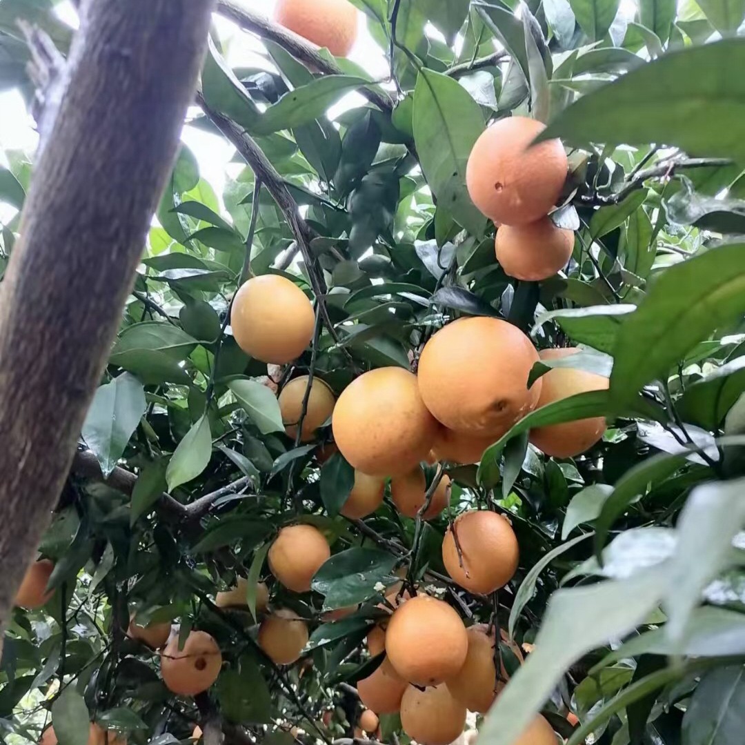 重庆开州脐橙