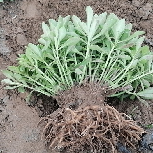 定州市救心菜，养心菜，高钙菜