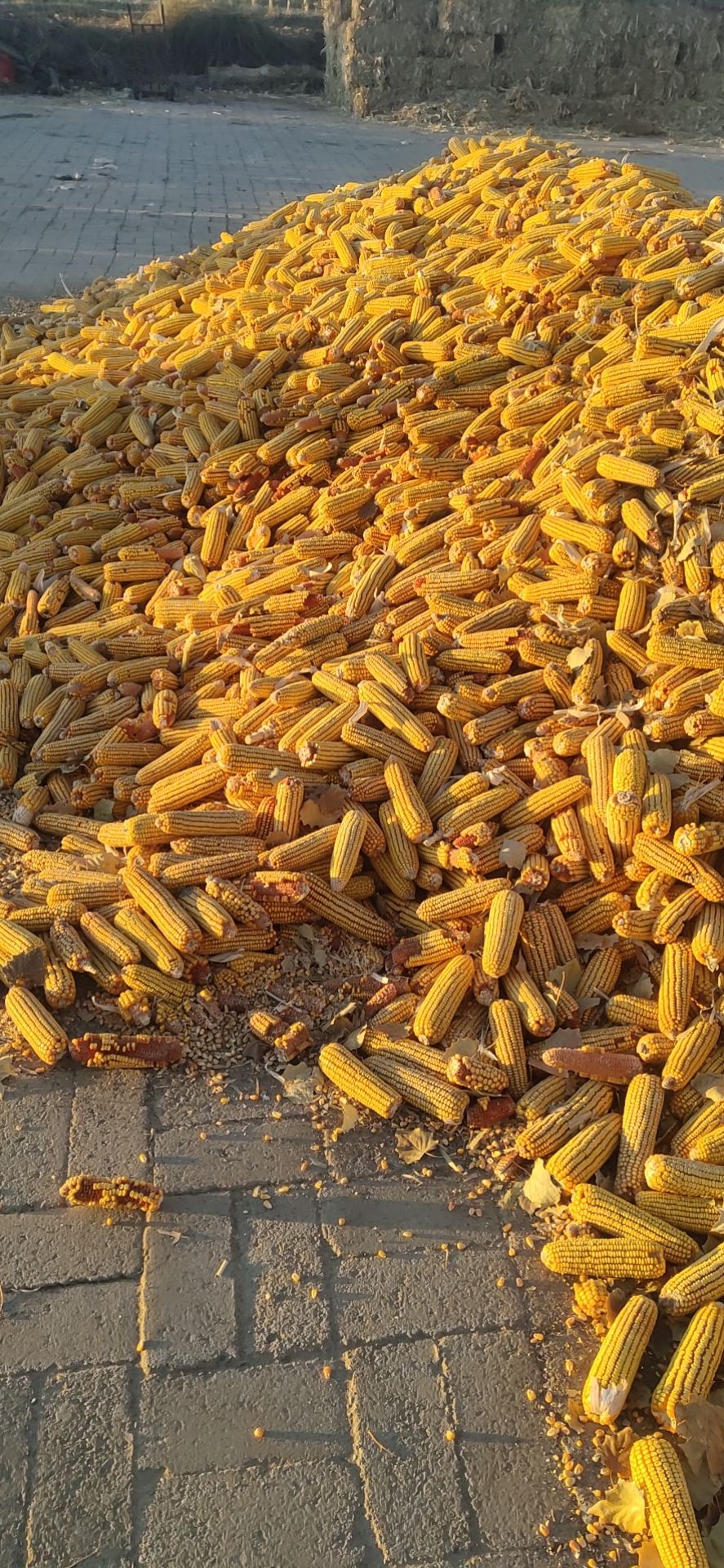  玉米，干玉米