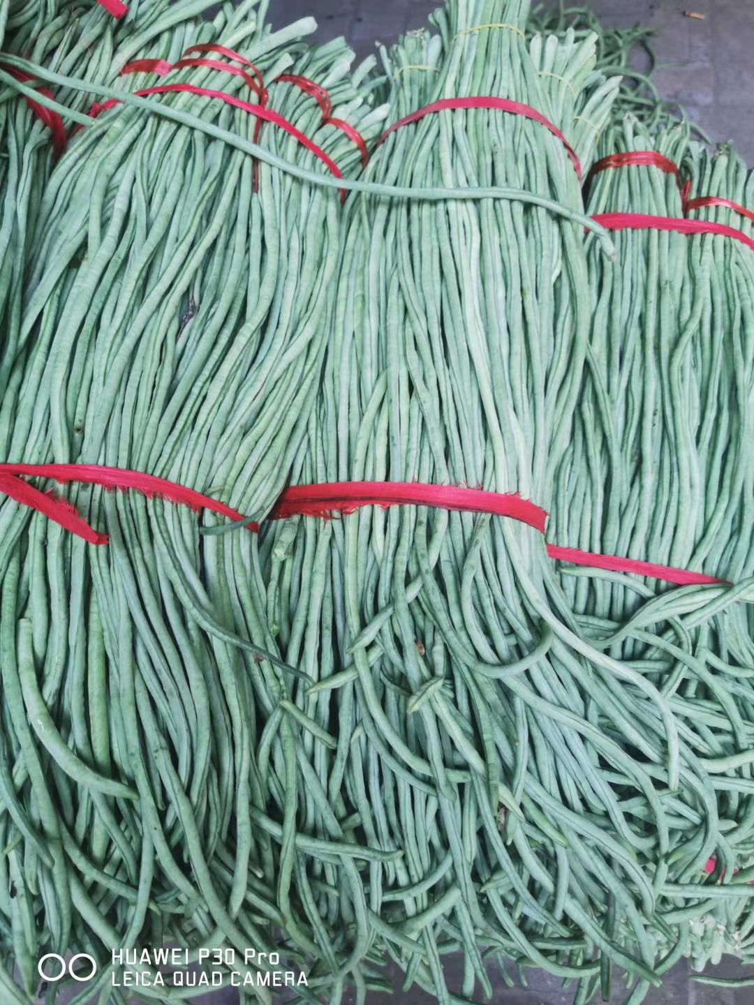 豇豆 长豆角 架豆王   海南长豆角 产地精品长豆角供应 青