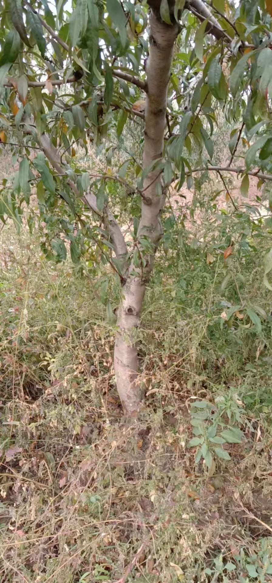 桃树苗 主杆型桃树