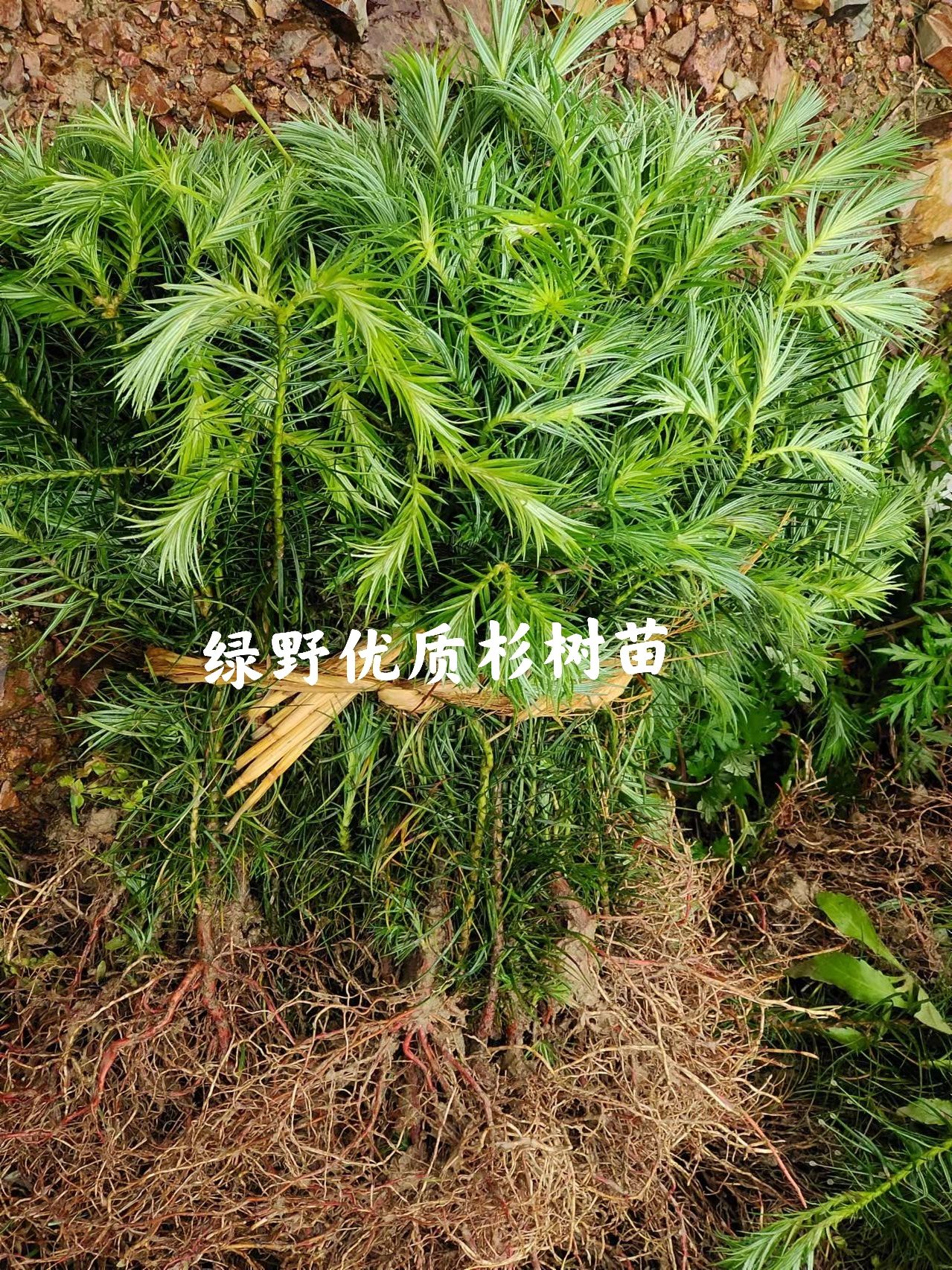 杉木树苗 优质杉木苗35公分左右高度