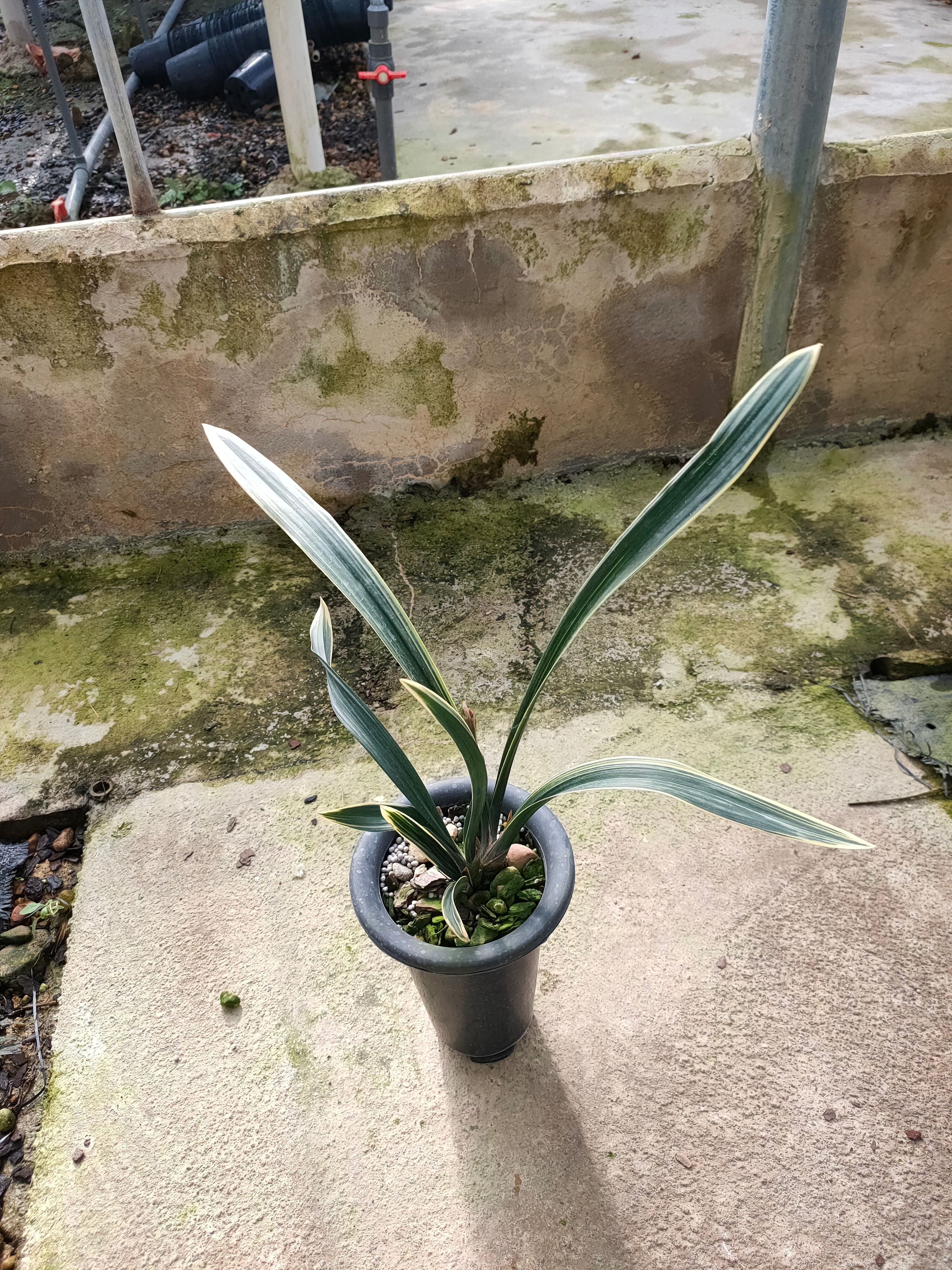  墨兰东方红神荷浓香冬季带花苞红色叶艺金边秋榜兰花苗盆栽植物