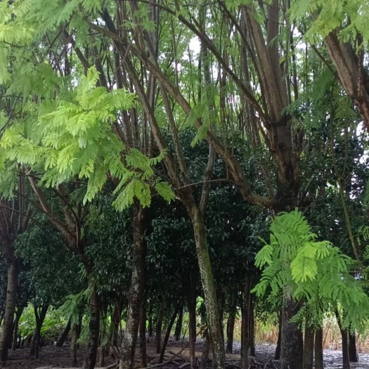 柳州尖叶蓝花楹 兰花楹二十分