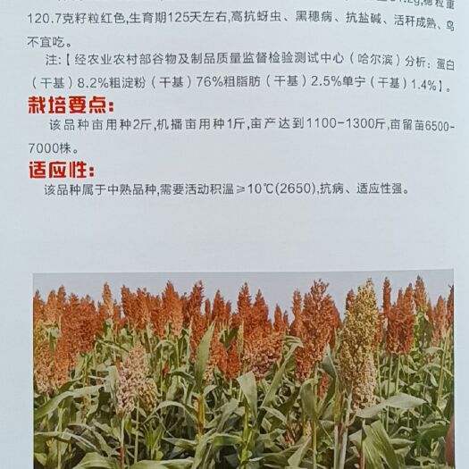 青县高粱种子  红高粱种 种子