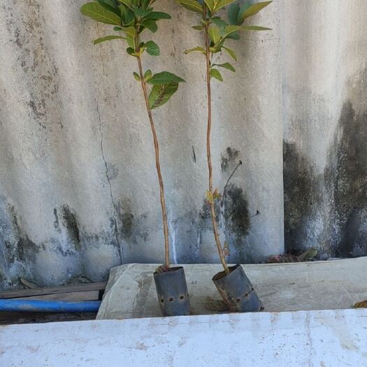 广州珍珠番石榴苗 量大从优，直生苗，非嫁接