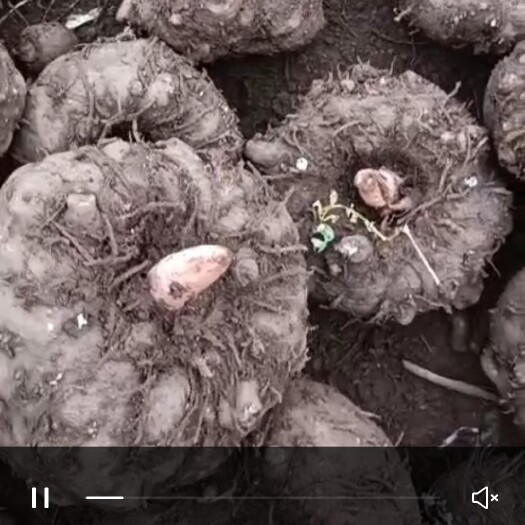 宣威市花魔芋 自家基地现挖现采，优质鲜魔芋
