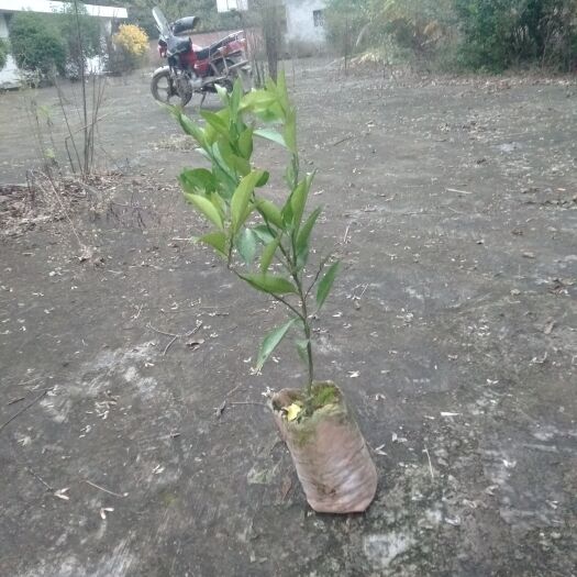 简阳市柚树苗 嫁接苗 