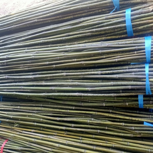 永兴县2.5米50条麻竹和水竹