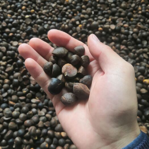常宁市山茶油 供应 茶籽 毛茶油！