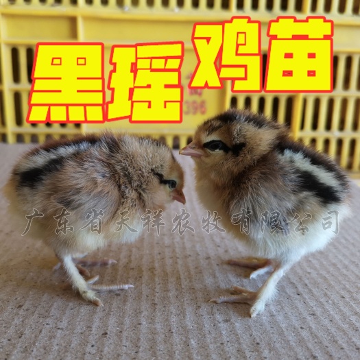 广州黑瑶鸡苗 中速黑瑶 青脚鸡苗 活体鸡苗广州白云区鸡苗批发