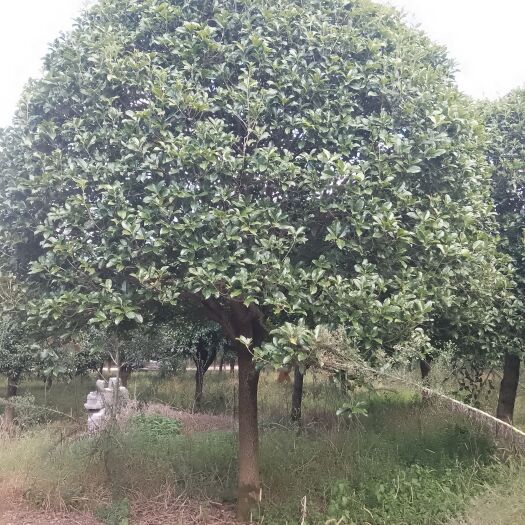 兴安县桂花树 18-20公分桂花树，桂花基地产地直销！可供工地