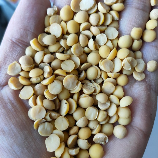 嫩江市 色选豆瓣。黑龙江非转基因黄豆瓣