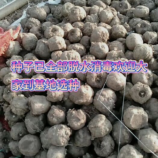 宣威市大二代魔芋种子 优质基地种子