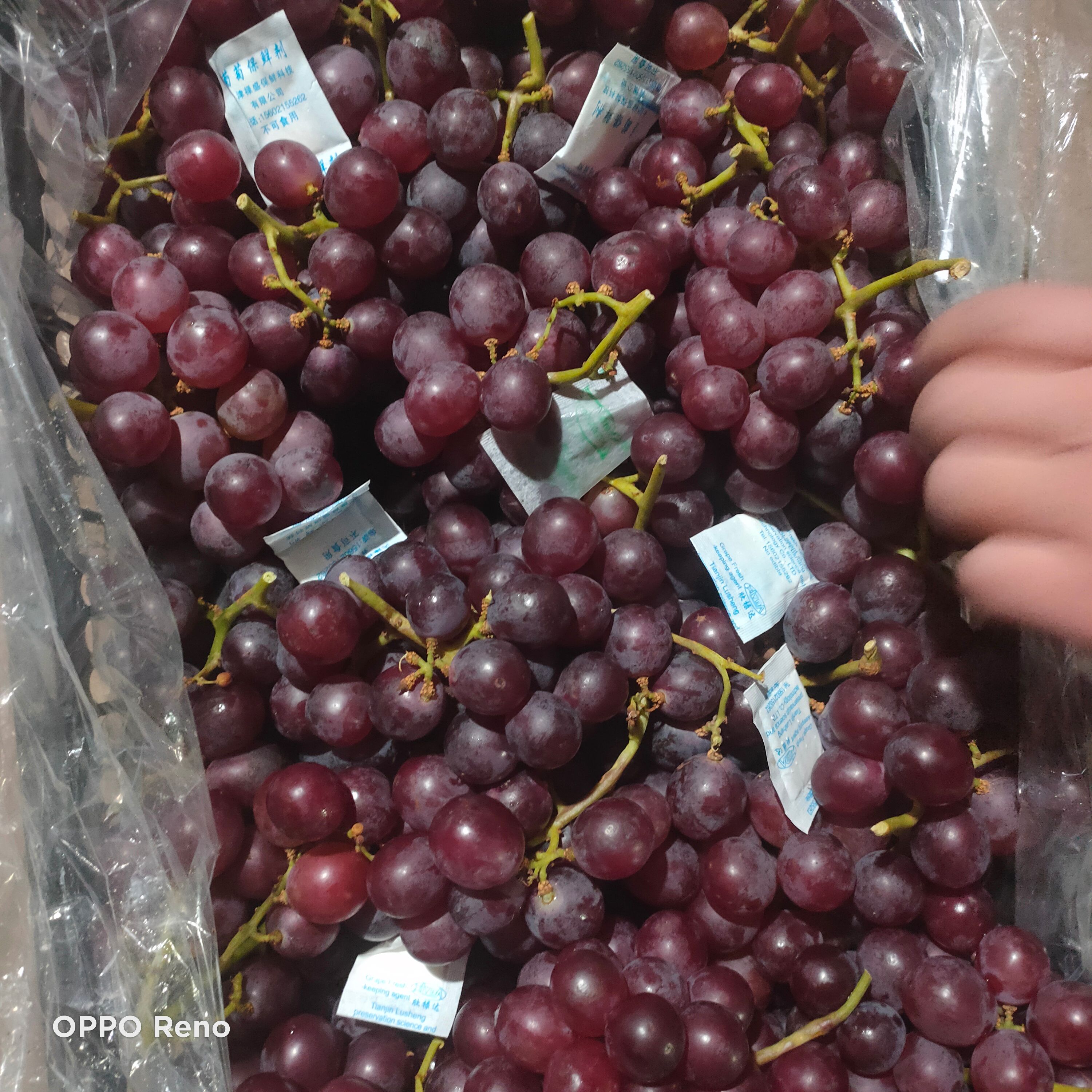  巨峰葡萄大量出库