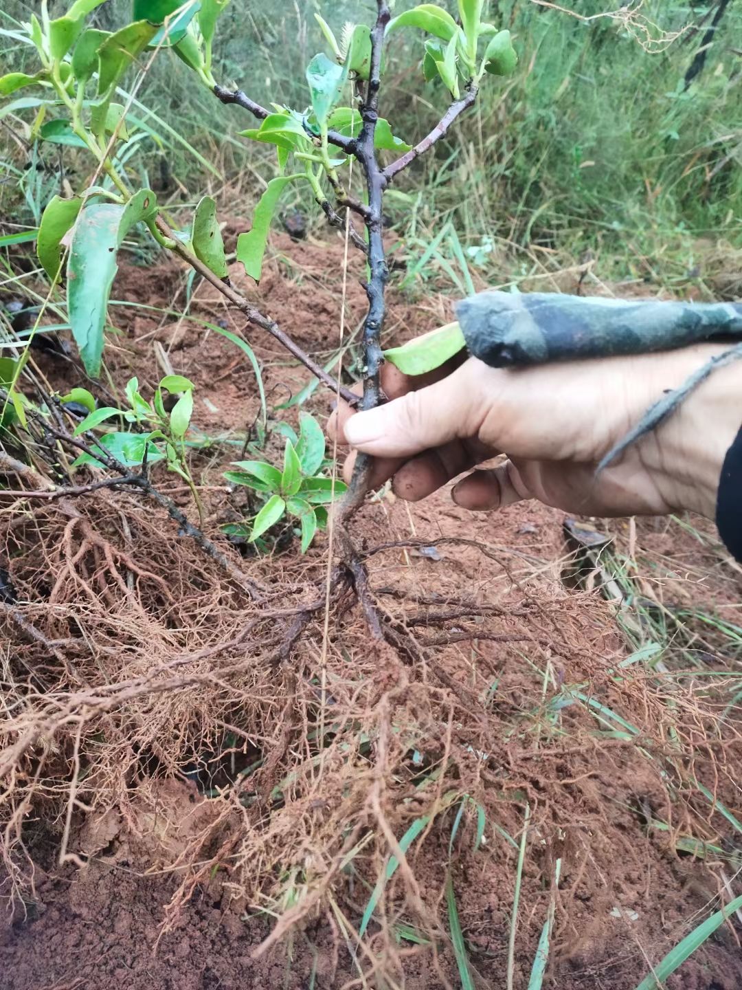 黑老虎苗500起卖数量有限